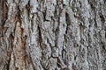 Tree texture of Juglans nigra or black walnut Royalty Free Stock Photo
