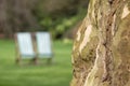 Tree with textured bark in focus on right, with two green striped deckchairs in the background in Regent`s Park, London