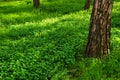 Textured tree trunk and vibrant green clover Royalty Free Stock Photo