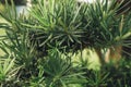 Tree with thick branches Natural background nature forest jungle foliage.