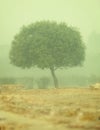 Tree in a thick morning fog - smog