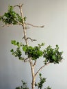 Tree with thin branches and trunk, with small blocks of small green leaves Royalty Free Stock Photo
