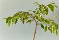 A tree  thin stalk beautiful white and green leaves Royalty Free Stock Photo