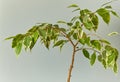 A tree thin stalk beautiful white and green leaves