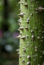 Tree With Thorns Royalty Free Stock Photo
