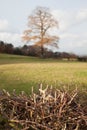 Tree and Thorns