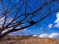 tree with thorns and house Rufous Hornero