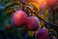 Tree with three plums hanging from it's branches. Generative AI Royalty Free Stock Photo