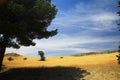 Tree throwing shadow on dry field on high plain of Sierra Nevada, province Andalusia, Spain