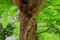 Wired dry tree trunk, split bark, green. tree top. spring Royalty Free Stock Photo