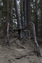 A pine tree with strongly bare roots stands on a hill Royalty Free Stock Photo