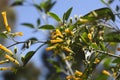 Tree tobacco Nicotiana glauca flowers