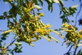 Tree Tobacco (Nicotiana glauca) flowers (or Mustard Tree, Tobacco Bush, Wild Tobacco), native to Argentina, Bolivia and Paragu
