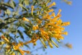 Tree Tobacco (Nicotiana glauca) lush yellow blloming flower branch