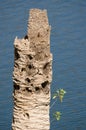 Tree tobacco seedlings growing on the trunk of a dead Canary Island date palm.