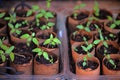 TREE TOMATO SAPLINGS IN AN IMPROVISED SEED TRAY