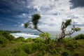 Tree on top of Balangan beach cliff in Bali