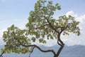 Tree on the beautiful tropical beach Royalty Free Stock Photo