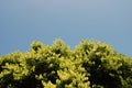Tree top Blue sky Royalty Free Stock Photo
