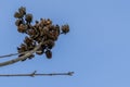 The tree top on the blue sky background Royalty Free Stock Photo