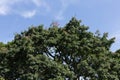 Tree top with blue sky