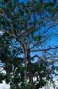 Tree Top and blue sky Royalty Free Stock Photo