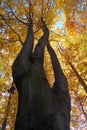 Tree-top of broadleaved tree
