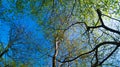 Tree Top Canopy in Parkland against blue sky Royalty Free Stock Photo