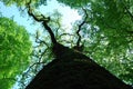 Tree Top Canopy in Spring