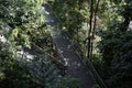 Tree top forest walk ,Southern Ridges trail in Singapore Royalty Free Stock Photo