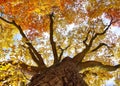 Tree top golden leaves autumn Royalty Free Stock Photo