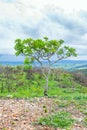 Tree on top of a hill of the Cerrado Mineiro Royalty Free Stock Photo