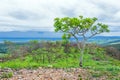 Tree on top of a hill of the Cerrado Mineiro Royalty Free Stock Photo