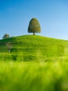Tree on top of the hill. Landscape before sunset. Fields and pastures for animals. Agricultural landscape in summer time. Royalty Free Stock Photo
