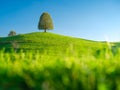 Tree on top of the hill. Landscape before sunset. Fields and pastures for animals. Agricultural landscape in summer time. Royalty Free Stock Photo