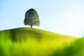 Tree on top of the hill. Landscape before sunset. Fields and pastures for animals. Agricultural landscape in summer time. Royalty Free Stock Photo