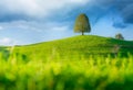 Tree on top of the hill. Landscape before sunset. Fields and pastures. Natural landscape in summer time.