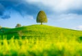 Tree on top of the hill. Landscape before sunset. Fields and pastures. Natural landscape in summer time. Royalty Free Stock Photo