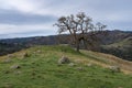 Tree at the top of a hill in Little Yosemite, Sunol, California Royalty Free Stock Photo