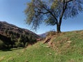 tree on top of hill Royalty Free Stock Photo