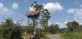 Tree - top hut in a village farm near a forest roamed by wild elephants