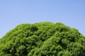 Tree top leaves on blue sky Royalty Free Stock Photo