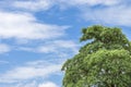 Tree top line over blue sky and clouds background in summer Royalty Free Stock Photo