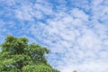 Tree top line over blue sky and clouds background in summer Royalty Free Stock Photo