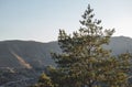 Tree top and mountains