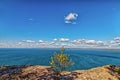 The tree on top of the the rock overlooking the great lake - SG PP, Thunder Bay, Ontario, Canada Royalty Free Stock Photo