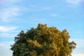 Tree top with the sky on the background