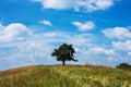 Tree on the top of small green hill with blue sky Royalty Free Stock Photo