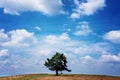 Tree on the top of small green hill Royalty Free Stock Photo