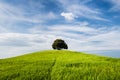 Tree on the top of small green hill Royalty Free Stock Photo